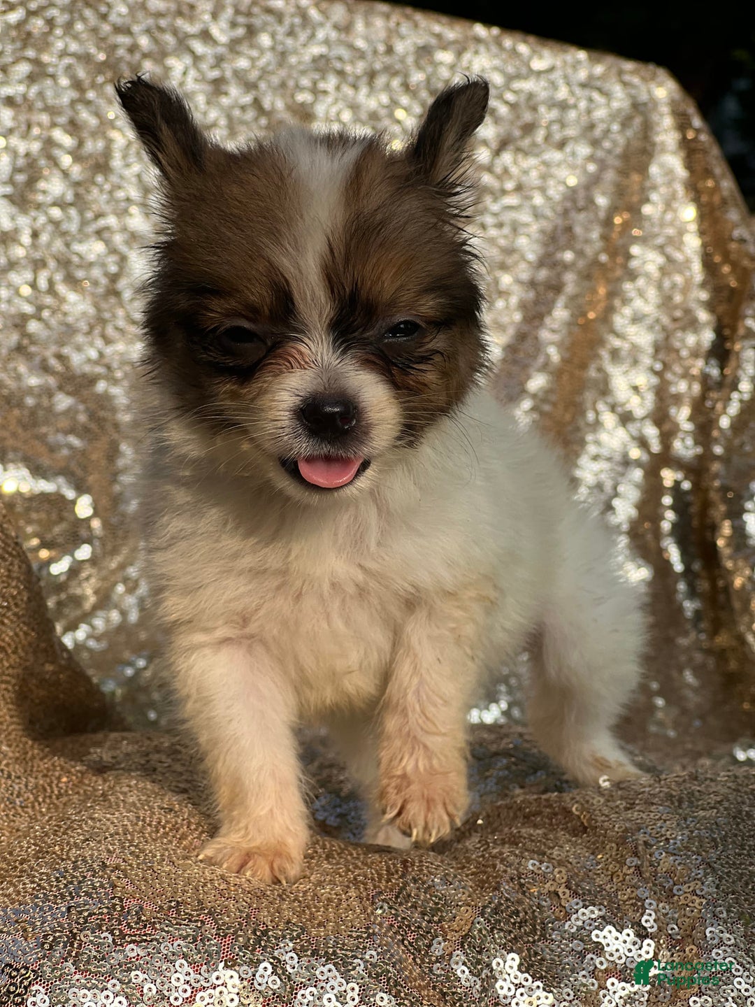 Papillon dogs for sale: Flash - Image 2