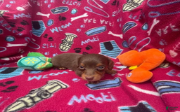 Dachshund dogs for sale: Tiny Girl Cecelia - Image 9