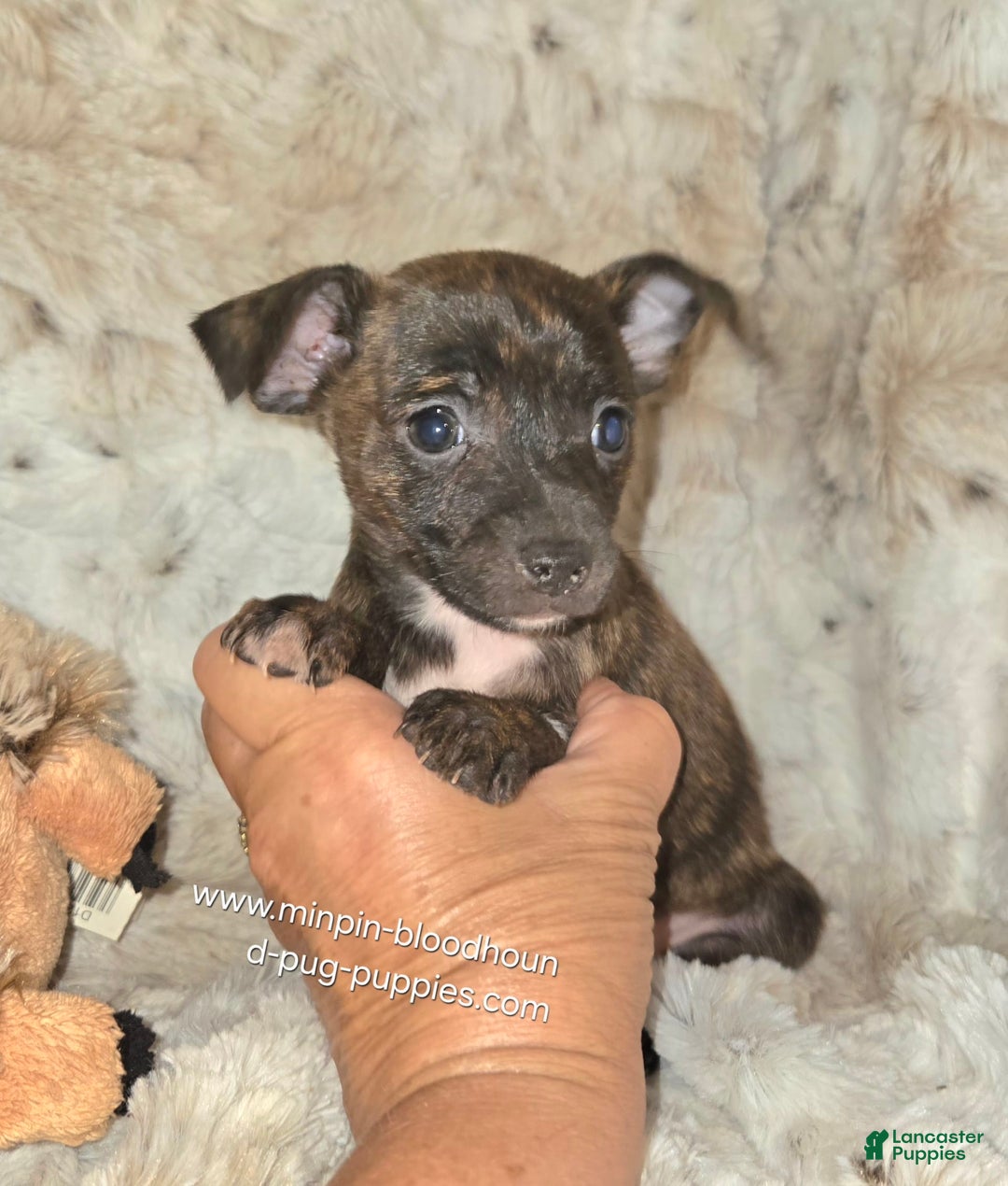 Miniature Pinscher dogs for sale: Hayes - Image 5