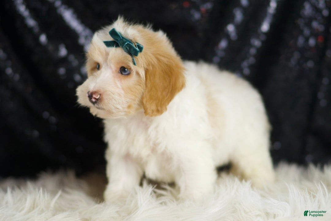 Yorkiepoo dogs for sale: Hurricane - Image 7