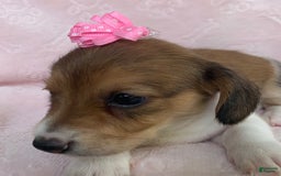 Miniature Dachshund dogs for sale: Baby Clover - Image 2