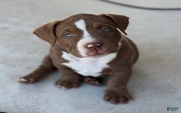 American Bully dogs for sale: Bailey - Image 2