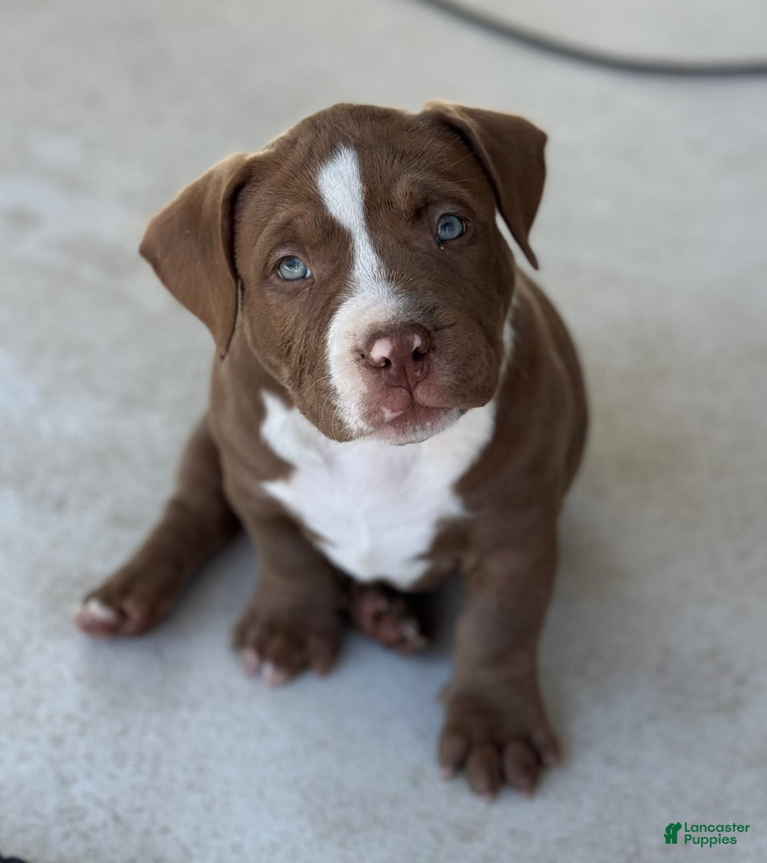 American Bully dogs for sale: Bailey - Image 2