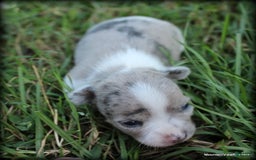 Chihuahua dogs for sale: Chari - Image 4