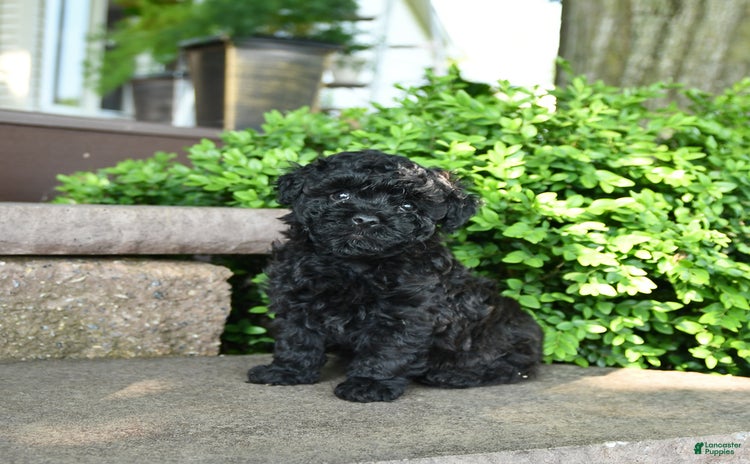 Toy Poodle dogs for sale - Ad 4