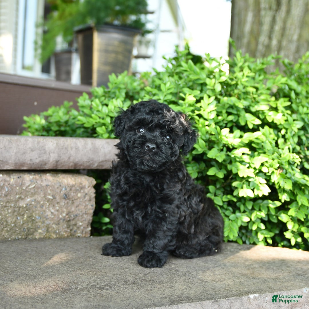 Toy Poodle dogs for sale: George - Image 1