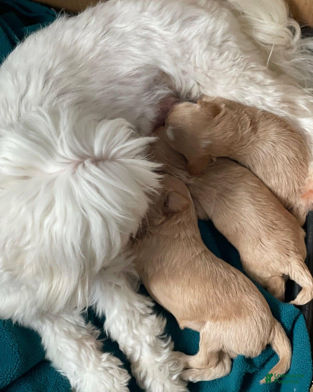 Maltipoo dogs for sale: Tina - Listing for pets: Bestie, Gracie, Tina, Debbie - Image 5