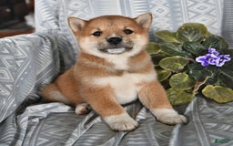 Shiba Inu dogs for sale: Jupiter - Image 3