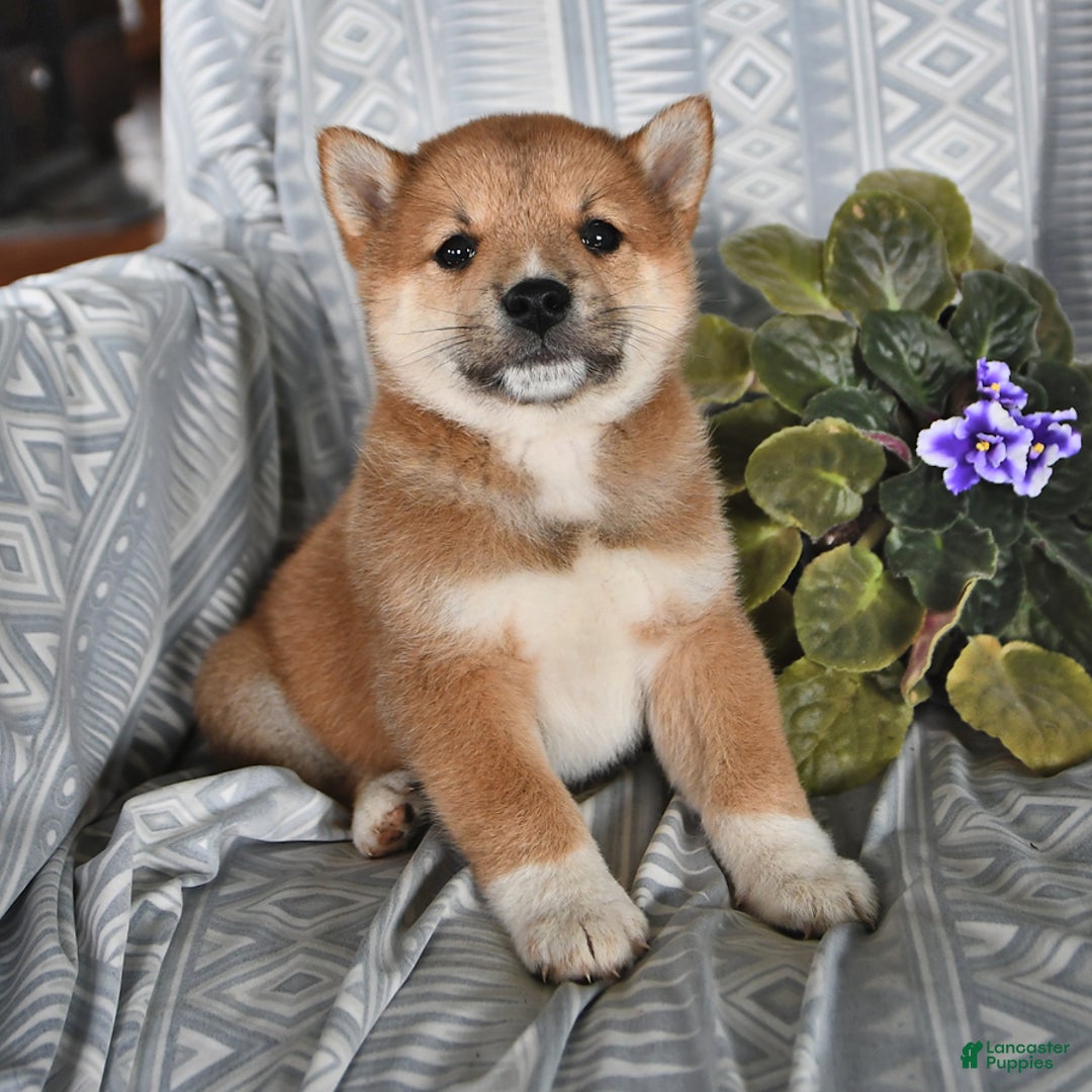 Shiba Inu dogs for sale: Jupiter - Image 3