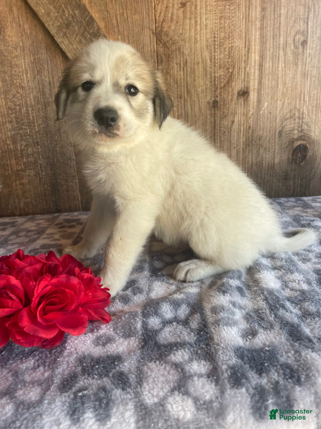 Great Pyrenees dogs for sale: Zeus - Image 4