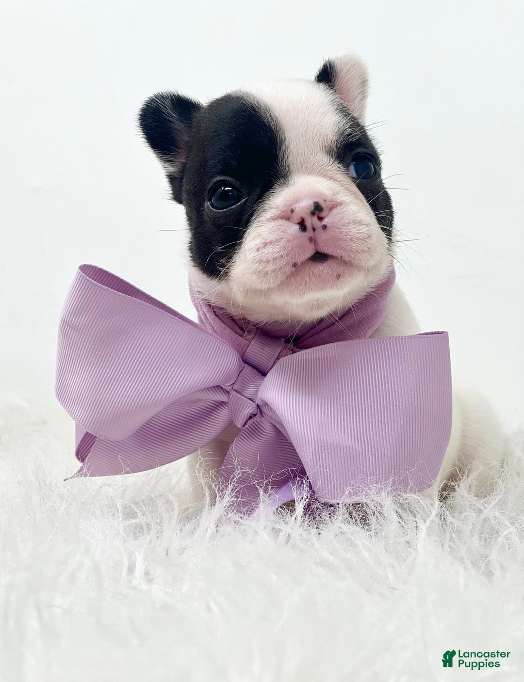 French Bulldog dogs for sale: Millie - Image 2