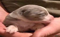 Miniature Australian Shepherd dogs for sale: Liam - Image 2