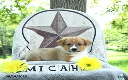 Welsh Corgi Pembroke dogs for sale: Micah - Image 1