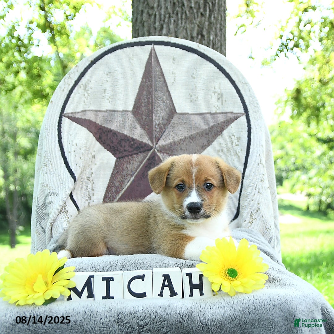 Welsh Corgi Pembroke dogs for sale: Micah - Image 1