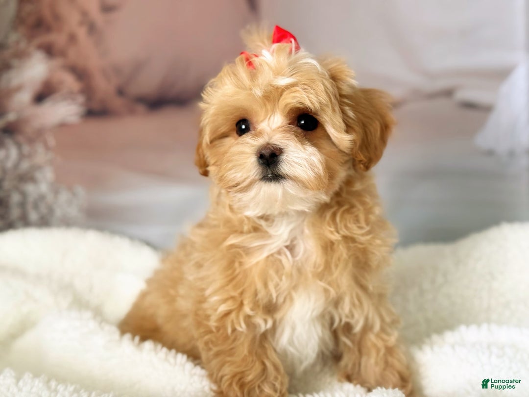Maltipoo dogs for sale: Red Collared Boy - Image 11
