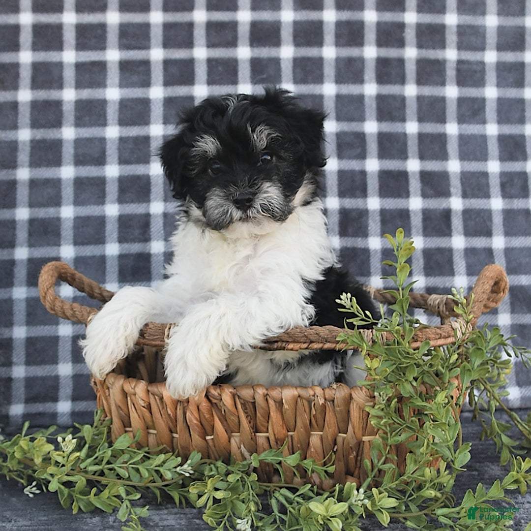 Havanese dogs for sale: Cash - Image 9