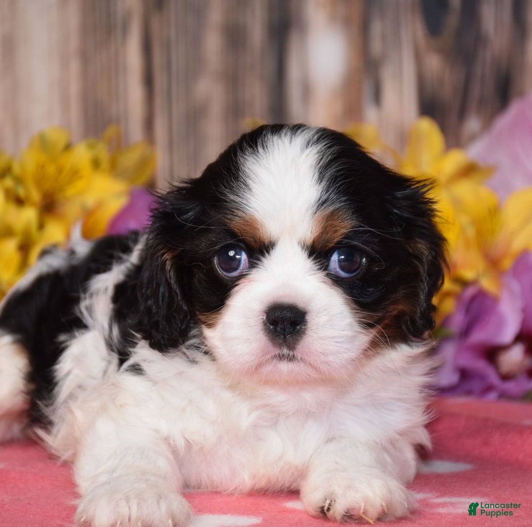 Cavalier King Charles Spaniel dogs for sale: Ember - Image 4