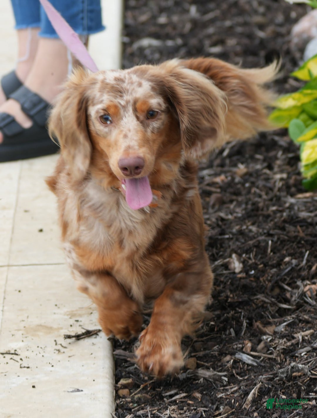 Miniature Dachshund dogs for sale: Spot - Image 1
