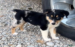 Alaskan Malamute dogs for sale: Kali - Image 4