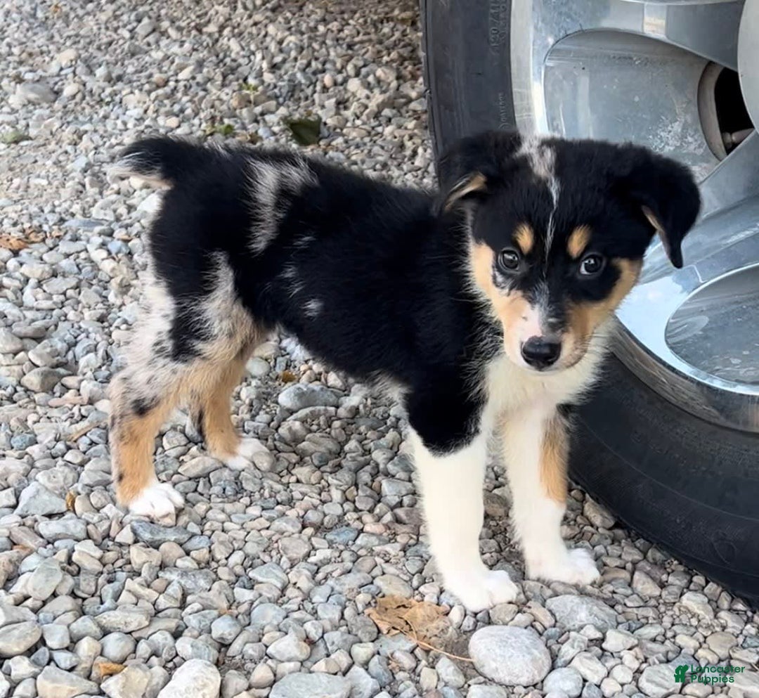 Alaskan Malamute dogs for sale: Kali - Image 4
