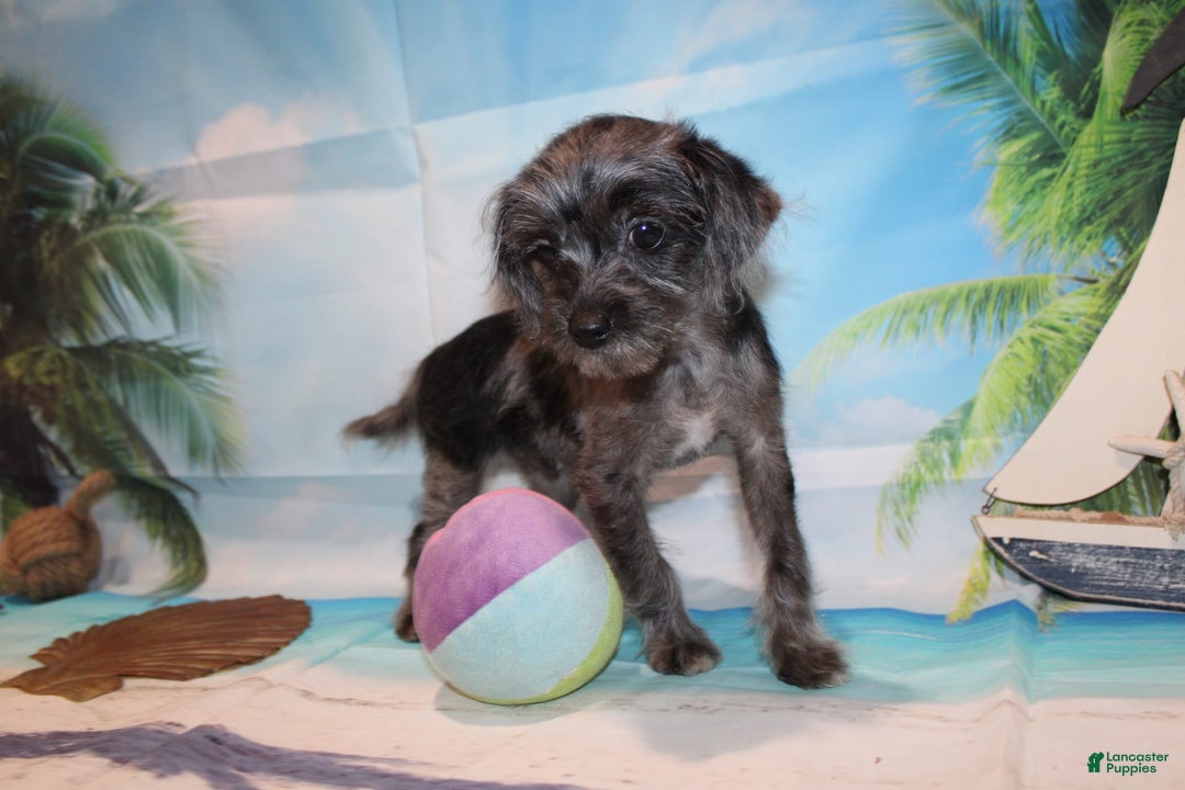 Schnoodle dogs for sale: Galaxy - Image 5