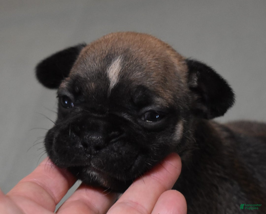 French Bulldog dogs for sale: SNOOPY FAWN AND BLACK - Image 4