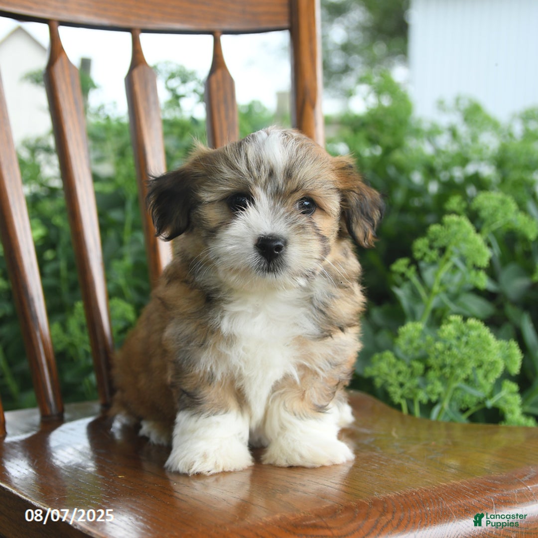 Havanese dogs for sale: Brenton - Image 2