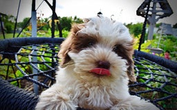 Havapoo dogs for sale: Vixen - Image 12