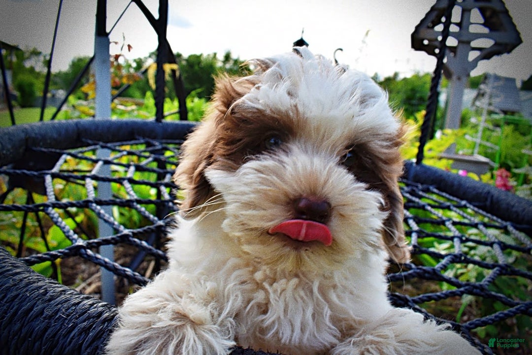 Havapoo dogs for sale: Vixen - Image 12