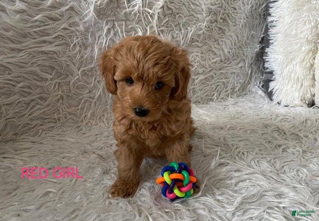 Maltipoo dogs for sale: Red - Image 4