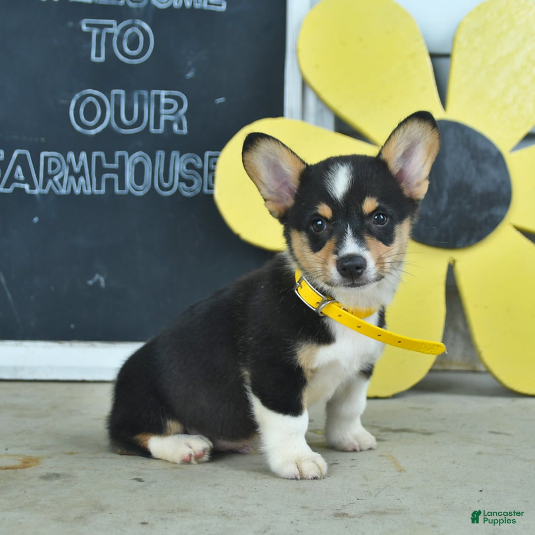 Welsh Corgi Pembroke dogs for sale: Moon - Image 3