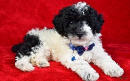 Miniature Poodle dogs for sale: Logan - Image 5