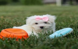 Maltese dogs for sale: Samantha - Image 9