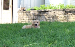 Golden Retriever dogs for sale: Max - Image 1