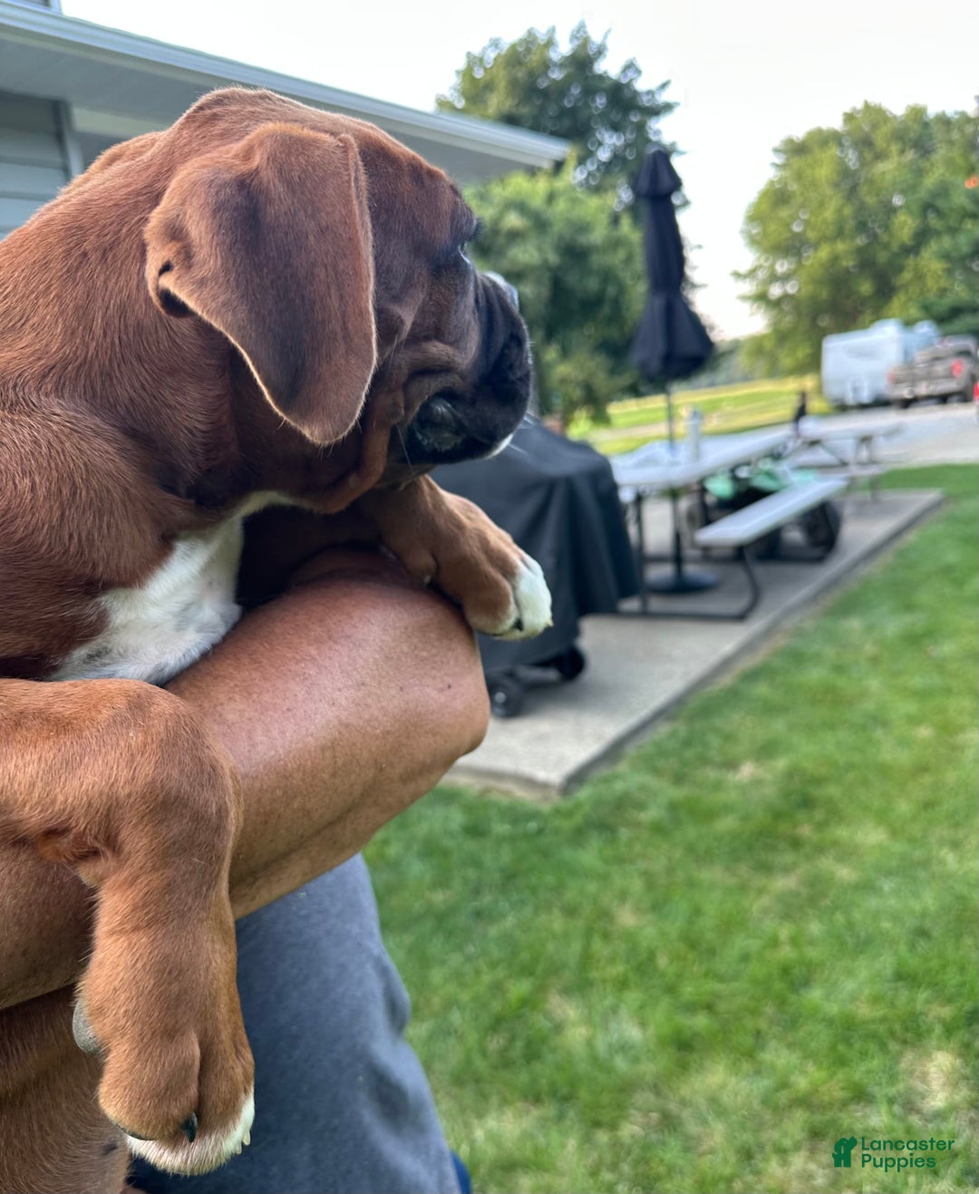 Boxer dogs for sale: Boxer 3 puppies - Image 6