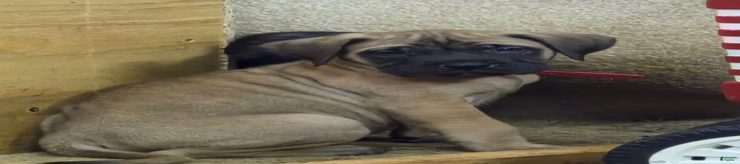 Gus