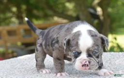 Olde English Bulldogge dogs for sale: Enzo blue eyes mini bulldogge - Image 16