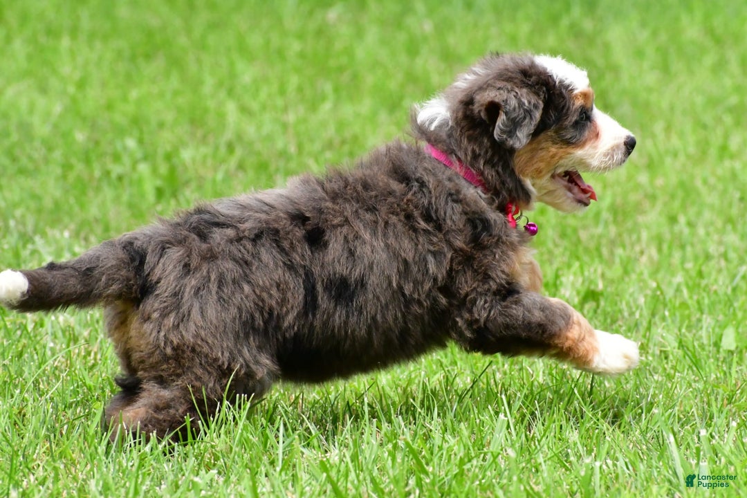 Mini Bernedoodle dogs for sale: Jade - Image 9