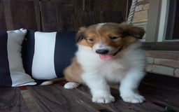 Collie dogs for sale: Bridget - Image 2