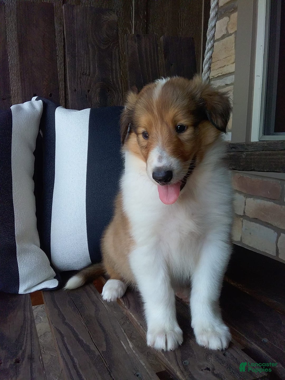 Collie dogs for sale: Bridget - Image 2