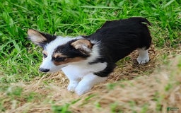 Welsh Corgi Pembroke dogs for sale: Tucker Fluffy - Image 29