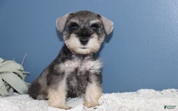 Miniature Schnauzer dogs for sale: Alivia - Image 4