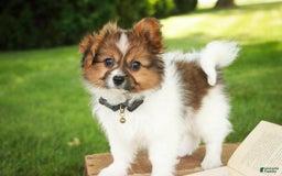 Papillon dogs for sale: Rome - Image 12