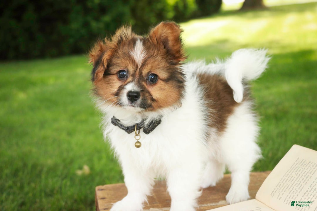 Papillon dogs for sale: Rome - Image 12