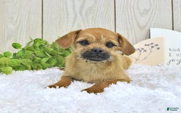 Toy Poodle dogs for sale: Dylan - Image 1