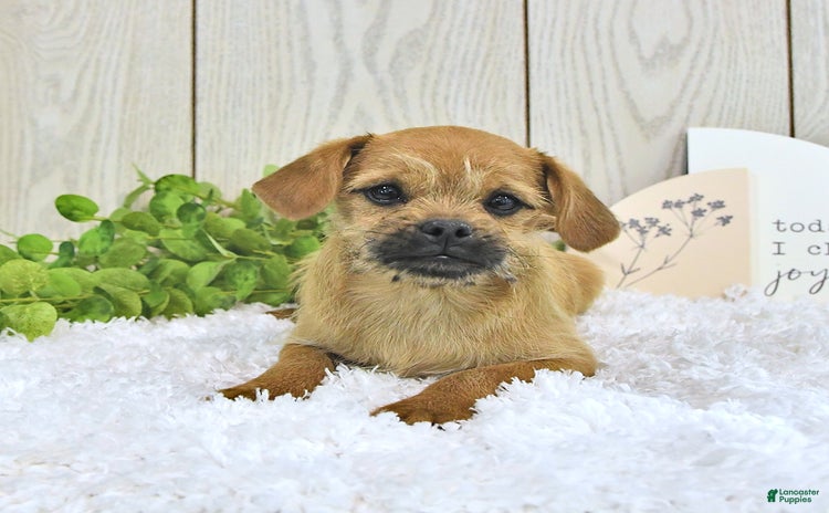 Toy Poodle dogs for sale - Ad 2