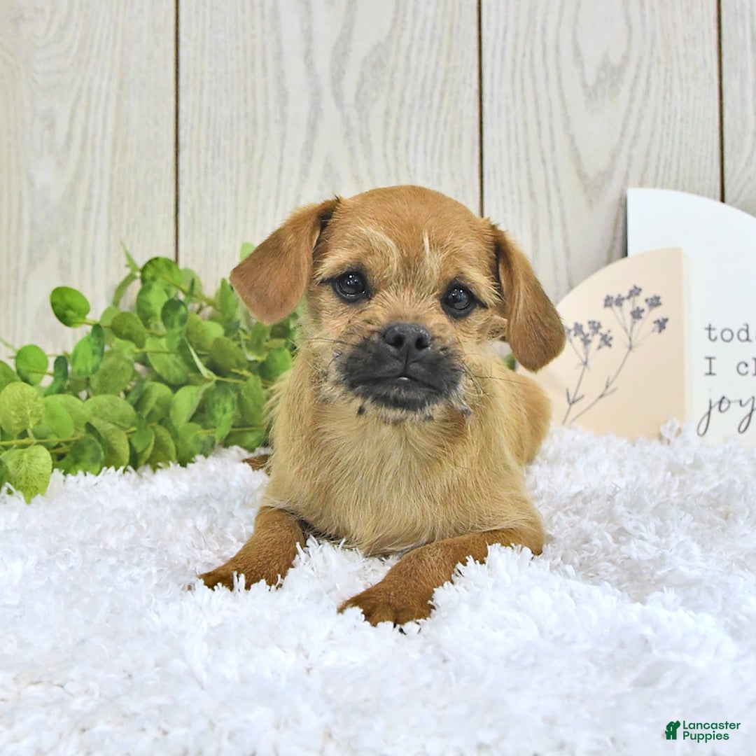 Toy Poodle dogs for sale: Dylan - Image 1