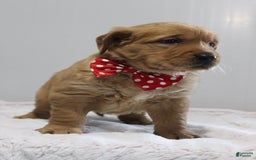 Golden Retriever dogs for sale: Amber - Image 11