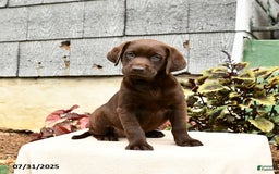 Labrador Retriever dogs for sale: Maple - Image 5