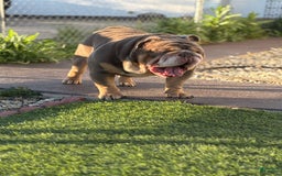 English Bulldog dogs for sale: Al capone - Image 2